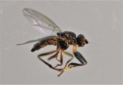Réf. 247 138 : Sphaerocera monilis